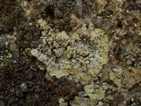 Lepraria membranacea image