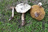 Suillus placidus image