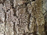 Pertusaria ophthalmiza image