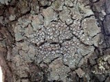 Pertusaria ophthalmiza image