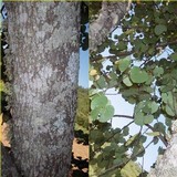 Pertusaria pertusa image