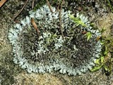 Phaeophyscia adiastola image