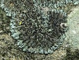 Phaeophyscia adiastola image