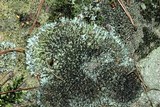 Phaeophyscia adiastola image