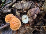 Marasmius siccus image