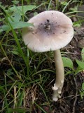 Amanita sect. Vaginatae image