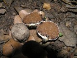 Image of Octavianina asterosperma