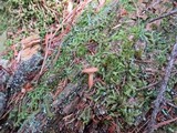 Lactarius oculatus image