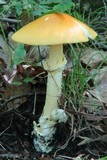 Amanita banningiana image