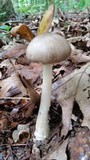 Amanita submaculata image