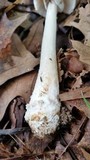 Amanita submaculata image