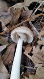 Amanita submaculata image