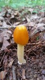 Amanita banningiana image