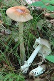 Amanita sect. Vaginatae image