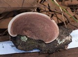 Nigroporus vinosus image