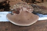 Nigroporus vinosus image