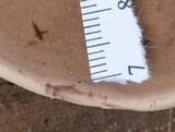 Nigroporus vinosus image