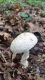 Amanita subcokeri image