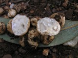 Hydnocystis piligera image