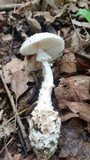 Amanita subcokeri image