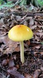 Amanita banningiana image