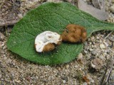 Image of Hydnocystis clausa