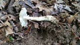 Amanita canescens image