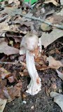 Amanita submaculata image