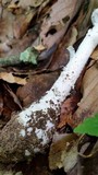 Amanita cinereoconia image