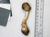 Amanita submaculata image