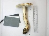 Amanita canescens image