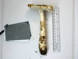 Amanita canescens image