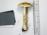 Amanita russuloides image