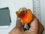 Amanita parcivolvata image
