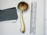 Amanita submaculata image
