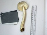 Amanita submaculata image