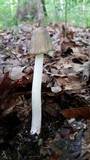 Amanita brunnescens image