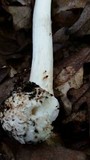 Amanita brunnescens image