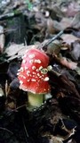 Amanita parcivolvata image