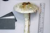 Amanita subcokeri image