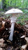 Amanita subcokeri image