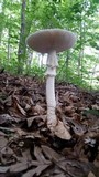 Amanita subcokeri image