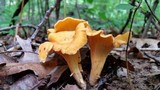 Cantharellus lateritius image