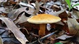 Gyroporus castaneus image