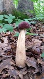 Tylopilus rubrobrunneus image