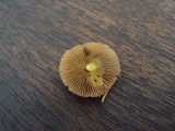 Bolbitius vitellinus image
