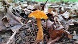 Gyroporus castaneus image