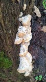Fomitopsis spraguei image