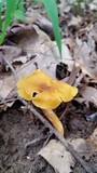 Cantharellus appalachiensis image