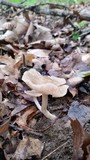 Entoloma griseum image